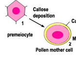 Pollen mor celler