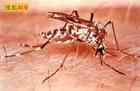 Dengue virus