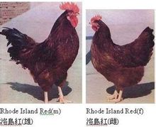 Rhode Island Red kyllinger