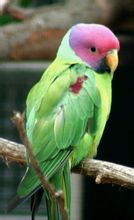 Purple head papegøje