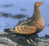 Sand grouse Branch