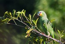 Orange-winged Amazon papegøje