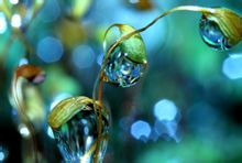 Dew