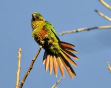Red brown belly Conure