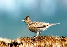 Lark