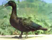 Tumor-headed duck