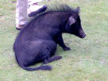 Tibetansk gris