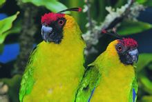 Horned papegøje