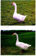 Sichuan Goose