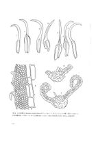 Mosaic Musci