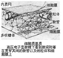 Ekstracellulære matrix