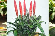 Tiger ananas