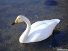 White Swan: fugle, ænder, gæs hovedet