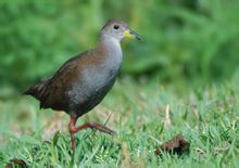 Red-footed fugle Waterhen