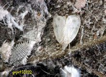 Spiral mellus