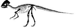 Hæld ledes dragon