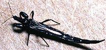 Thysanoptera