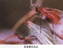 Sorghum midge