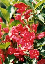 Red Prince Weigela