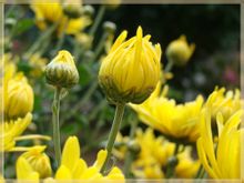 Guld Chrysanthemum