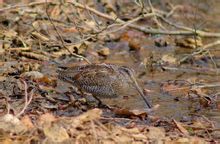 Solitary snipe