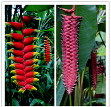 Heliconia blomst
