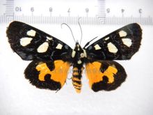 Hensigt farve Tiger Moth