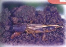 Afrikansk muldvarp cricket