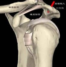 Coracoclavicular ligament