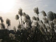 Reeds