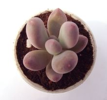Peach Beauty
