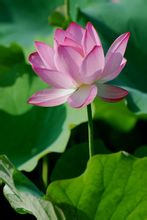 Lotus Flower Festival
