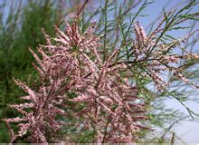 Tamarisk