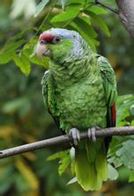Amazon papegøjer lilla krone