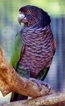 Imperial Amazon papegøje