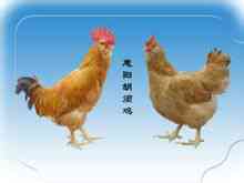 Huiyang kylling
