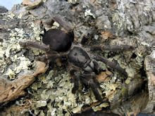 Suriname tree spider