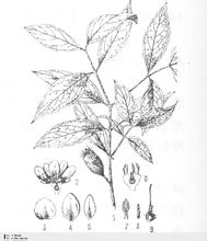 Chimonanthus