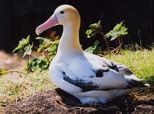 Short-tailed albatros