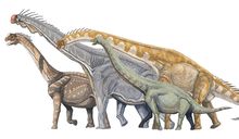 Disc fod dragon