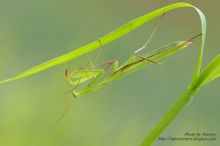 Thin-vingede mantis