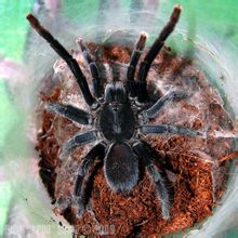Malaysiske rå edderkop