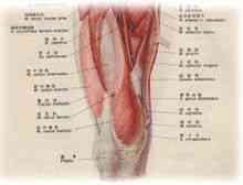 Musculi kanalen