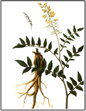 Strictosidine lotus